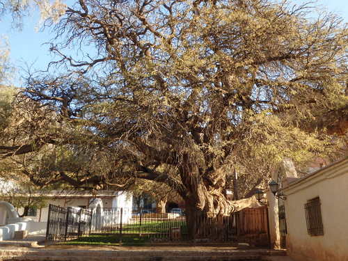 700 year old Algarrobo Tree.